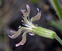 Silene occidentalis
