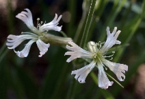 Silene occidentalis