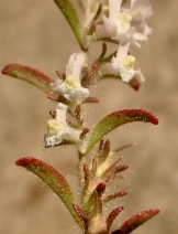 Antirrhinum leptaleum