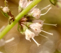 Mentha spicata