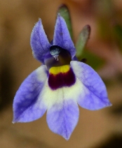 Downingia concolor var. concolor