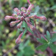 Delphinium nudicaule