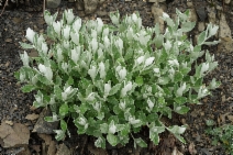 Luina hypoleuca