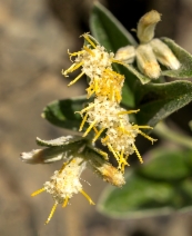 Luina hypoleuca