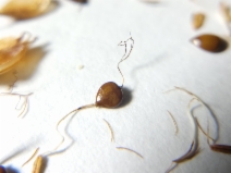 Scirpus robustus