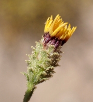 Lessingia pectinata var. tenuipes