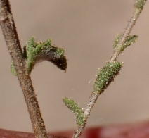 Lessingia pectinata var. tenuipes