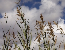 Phragmites australis