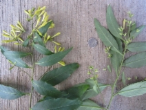 Cestrum parqui