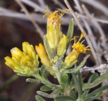 Chrysothamnus viscidiflorus