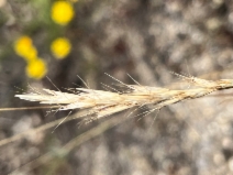 Rytidosperma caespitosum