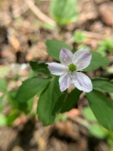 Anemone lyallii