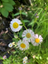 Erigeron philadelphicus