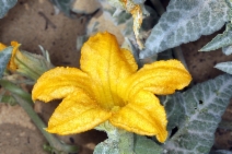 Cucurbita palmata
