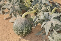 Cucurbita palmata