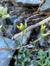 Draba howellii
