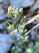 Draba howellii