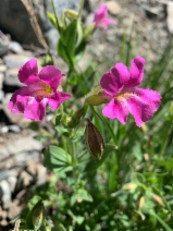 Erythranthe lewisii
