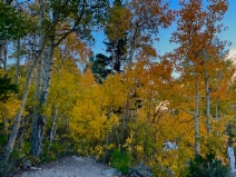 Populus tremuloides