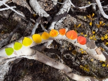 Populus tremuloides