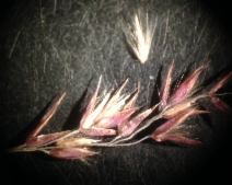 Calamagrostis stricta