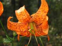 Search for Plants Results - Calflora