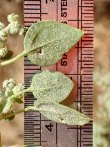 Chenopodium album