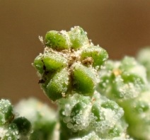 Chenopodium album