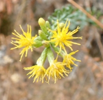 Ericameria cuneata