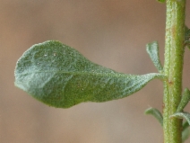 Ericameria cuneata