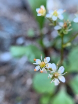 Micranthes marshallii