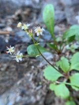 Micranthes marshallii
