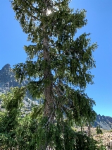 Picea breweriana