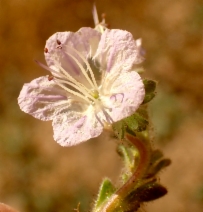 Phacelia purpusii