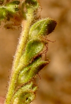 Phacelia purpusii