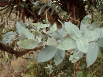 Eucalyptus globulus - Calflora