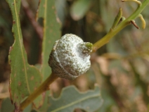 Eucalyptus globulus