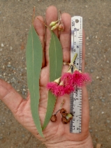Eucalyptus sideroxylon
