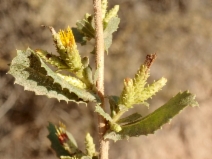 Hazardia squarrosa
