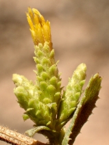 Hazardia squarrosa var. grindelioides