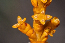 Arceuthobium campylopodum