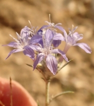 Eriastrum densifolium ssp. austromontanum