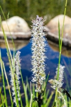 Hastingsia alba