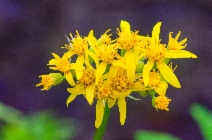 Senecio triangularis