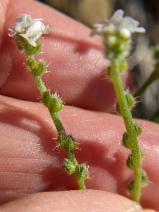 Cryptantha corollata
