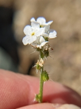 Cryptantha corollata