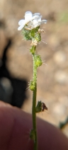 Cryptantha corollata