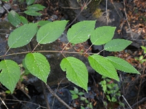 Cornus sericea ssp. occidentalis