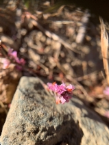 Polygonum spergulariiforme