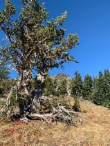 Pinus albicaulis